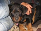 rott