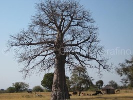 Scopri di più sull'articolo Ho fatto l’amore con un Baobab………..