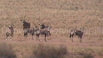 Scopri di più sull'articolo Leoni