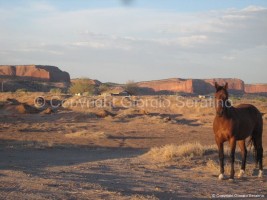 Scopri di più sull'articolo TEXAS e NEW MEXICO!!!!!!